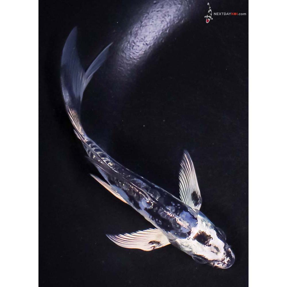 5” Imported Doitsu Blue Gin Shiro Utsuri Butterfly Koi