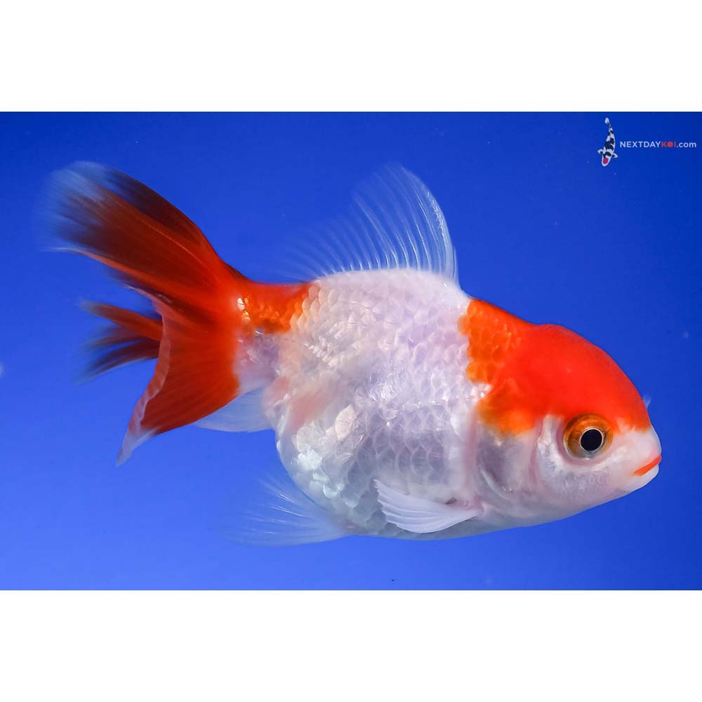 3.5” Imported Red and White Oranda