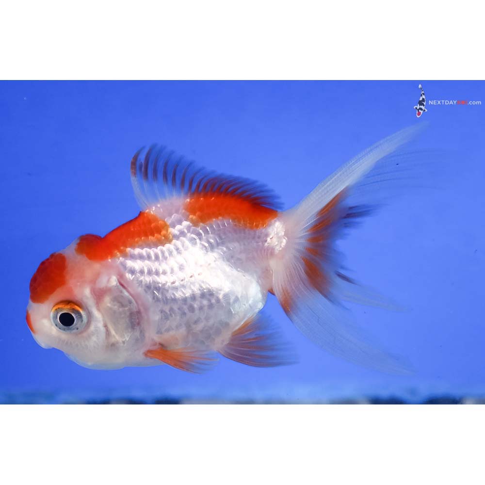 3.5” Imported Red and White Oranda