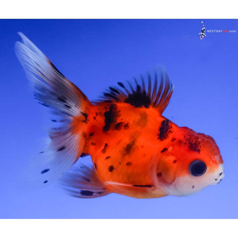 3” Imported Calico Oranda