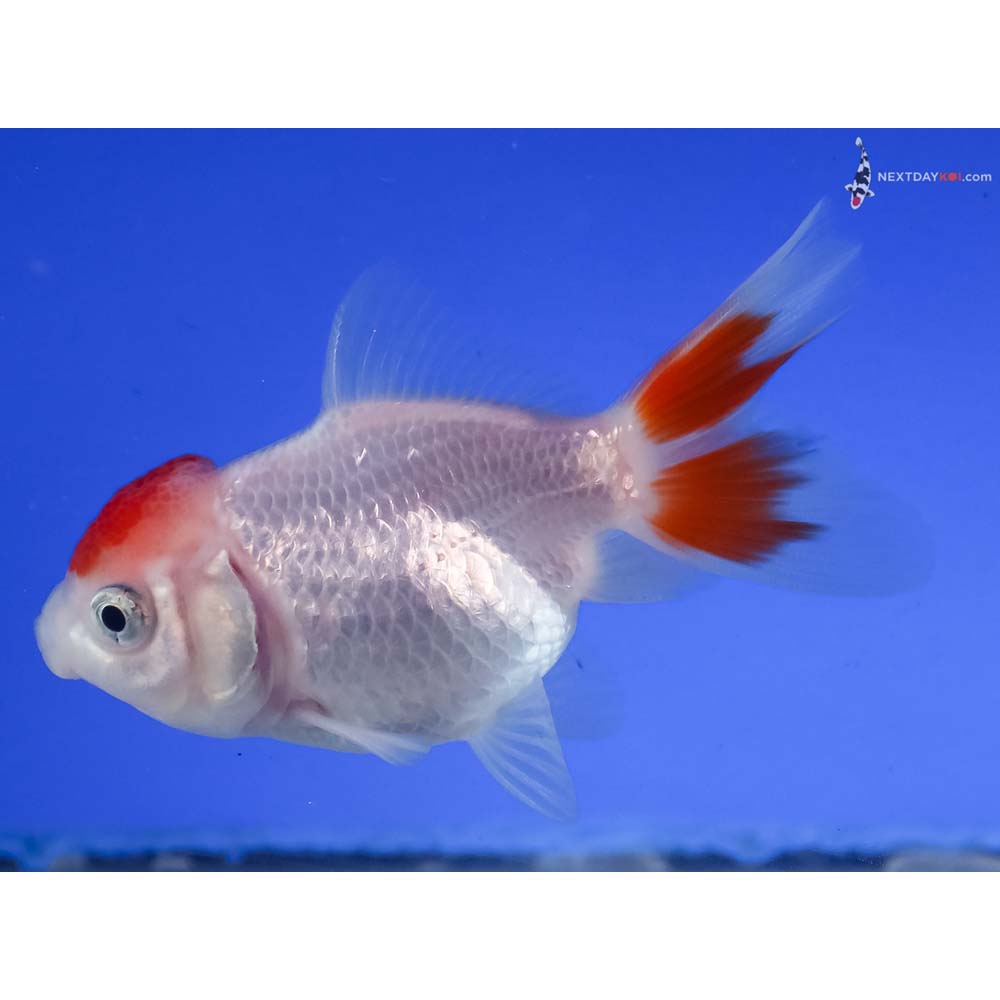 3” Imported Redcap Oranda