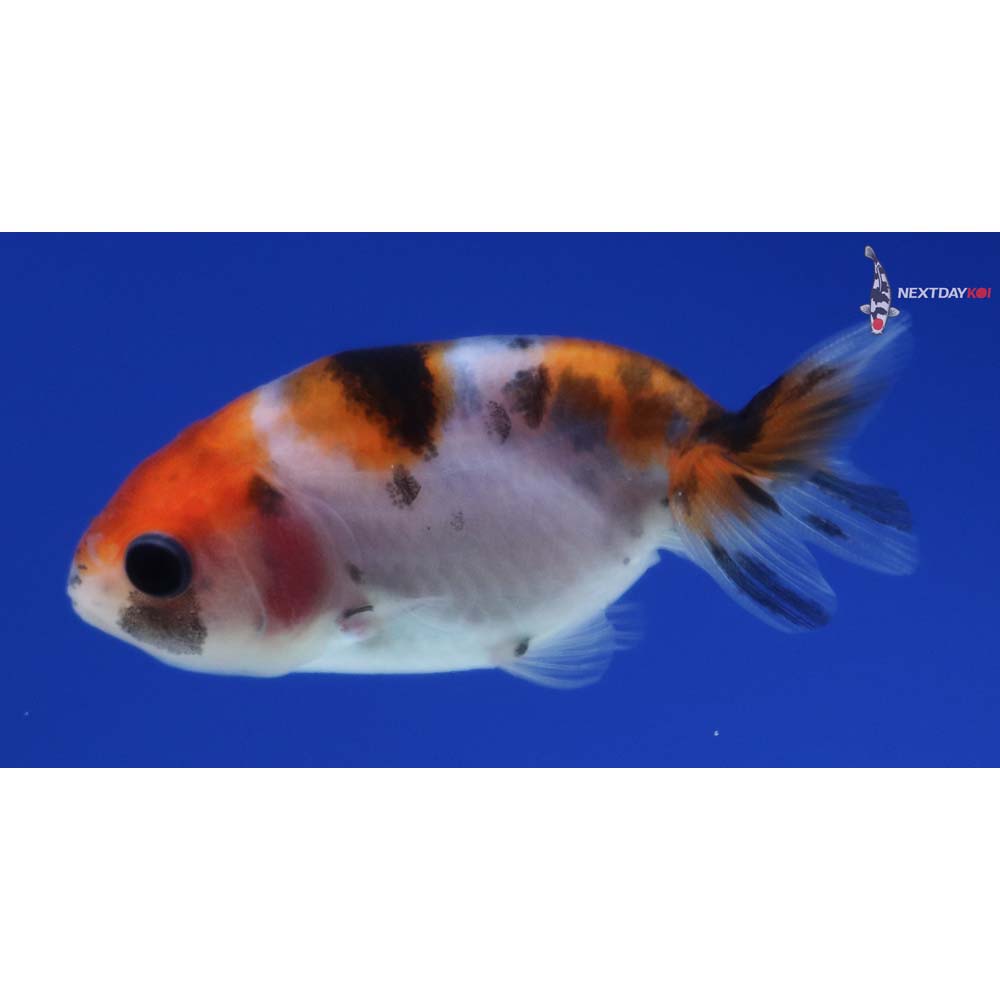 2” Imported Calico Ranchu