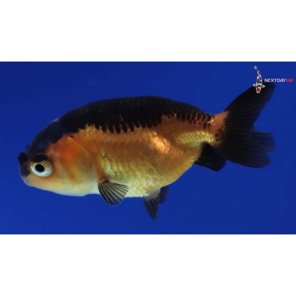 2” Imported Red and Black Ranchu | Next Day Koi