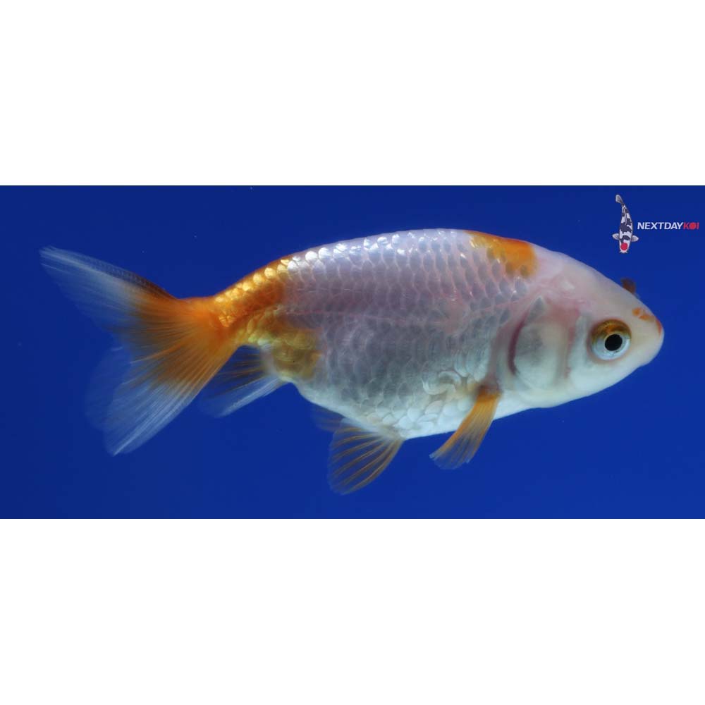 2.5” Imported Red and White Ranchu 