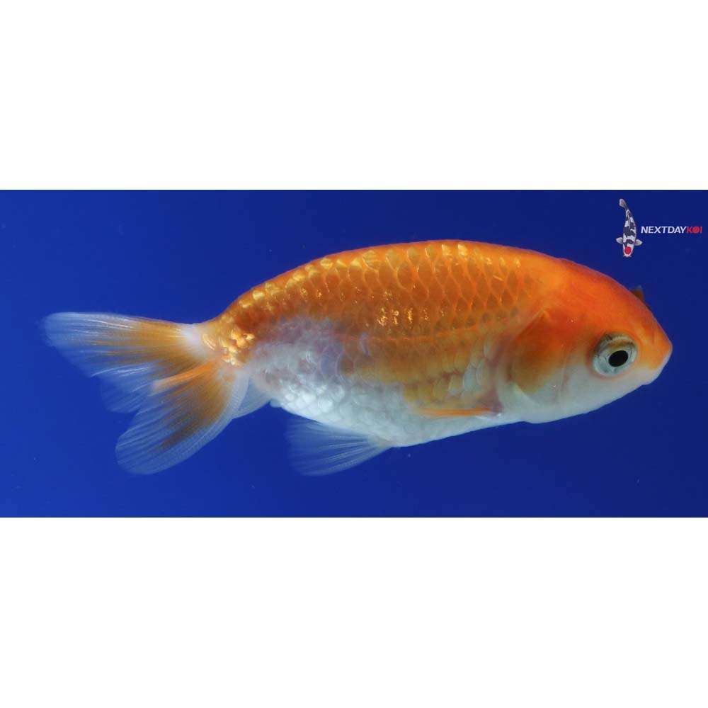 2.5” Imported Red and White Ranchu 