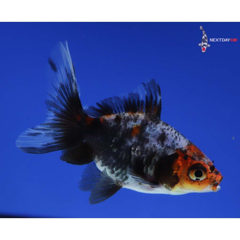 3” Imported Male Calico Ryukin