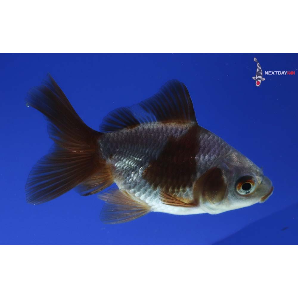3” Imported Male Blue Ryukin