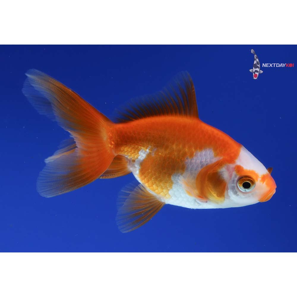 3.5” Imported Red and White Oranda