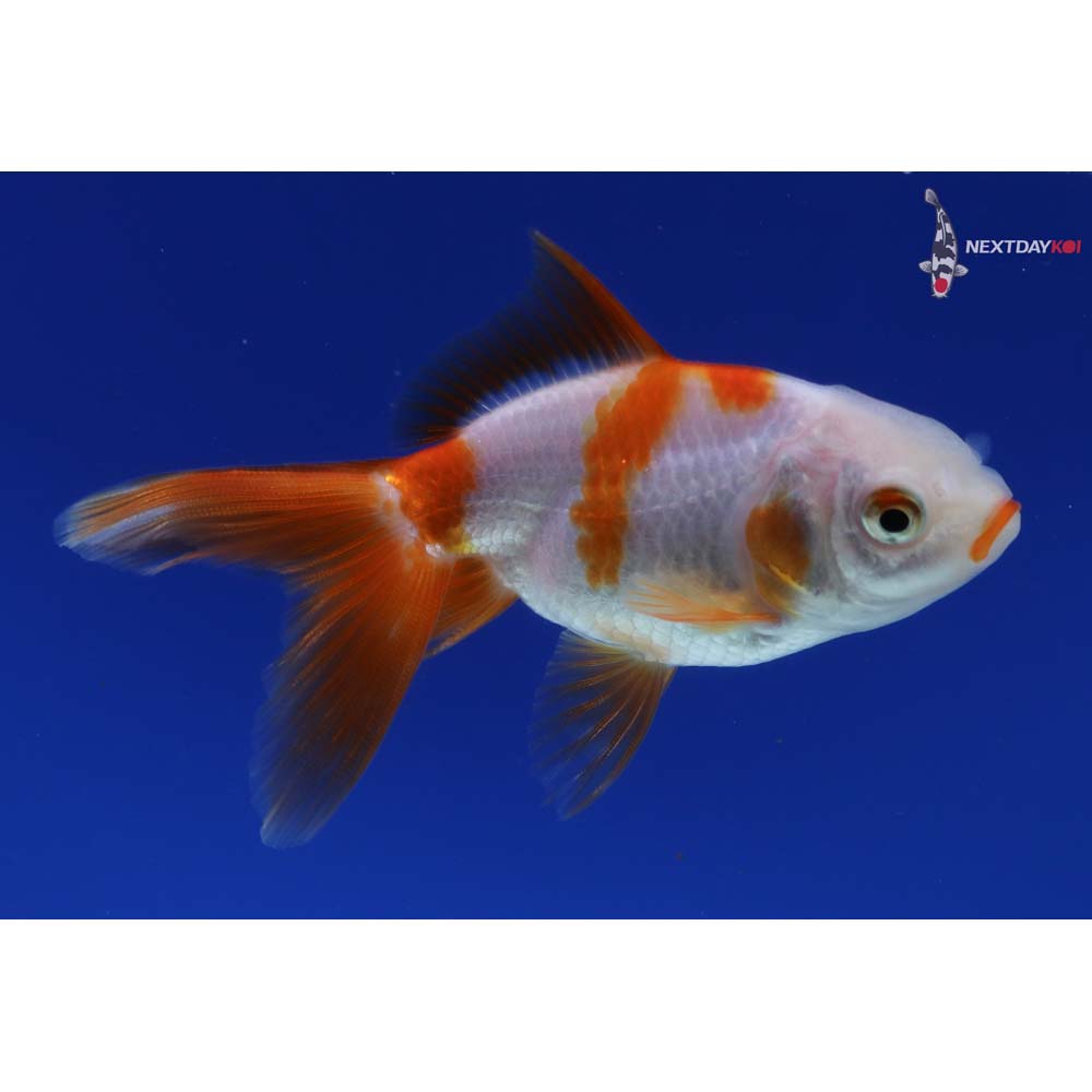 3.5” Imported Red and White Oranda