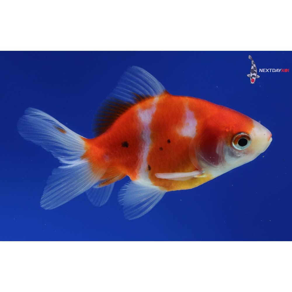 3” Imported Male Calico Ryukin