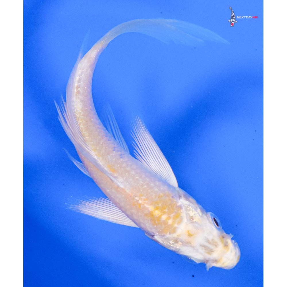 4” Imported Lemon Hariwake Butterfly Koi
