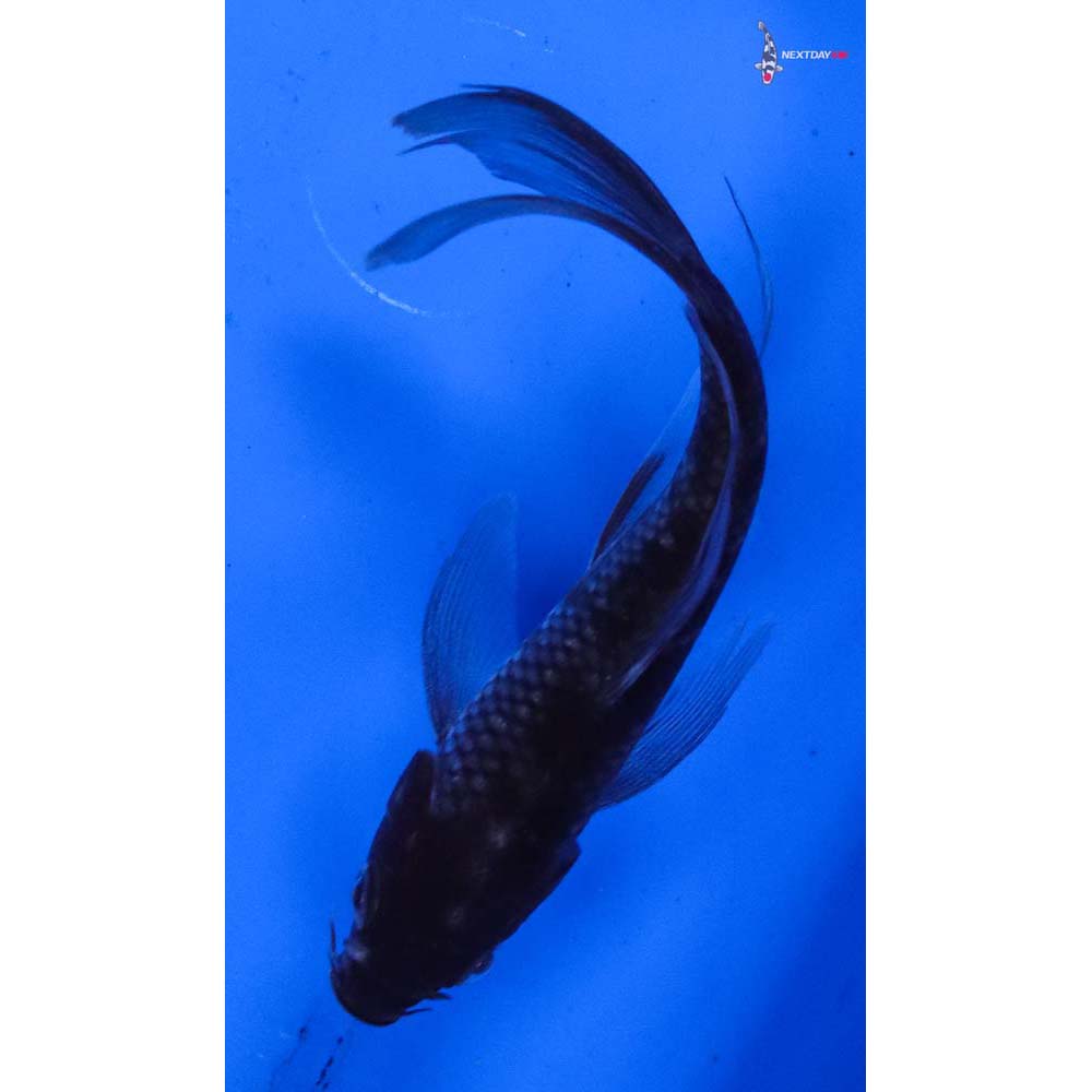 4” Imported Ochiba Shigure Butterfly Koi