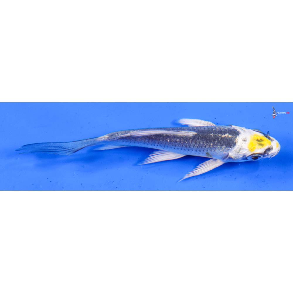4” Imported Kujaku Butterfly Koi