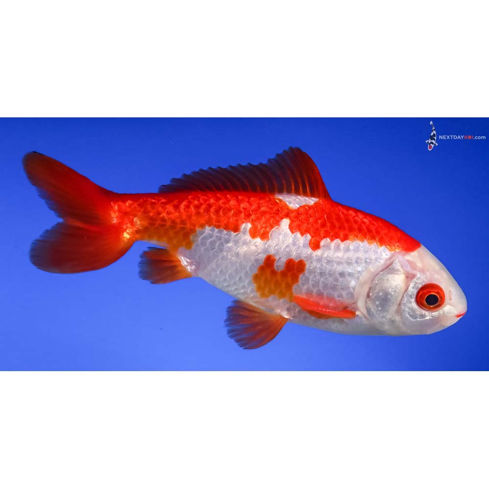 5” Imported Male Red and White Wakin