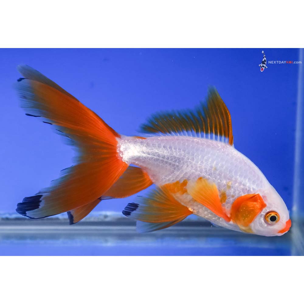 6” Imported Male Red and White Wakin