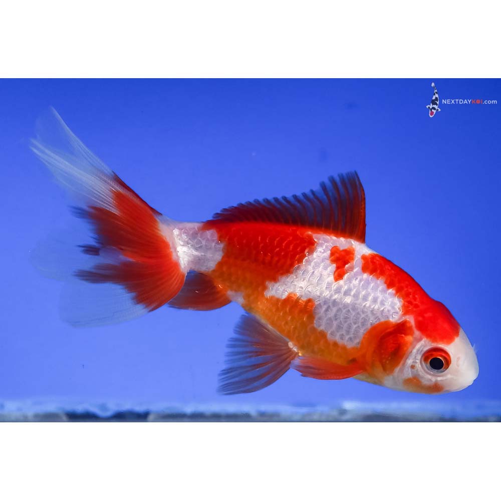 4.5” Imported Male Red and White Wakin