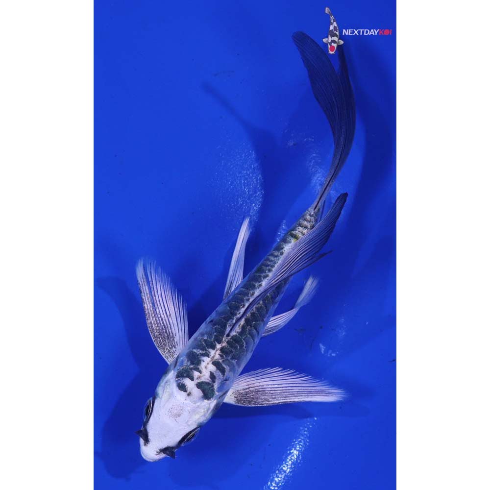 4.5” Imported Doitsu Gin Matsuba Butterfly Koi