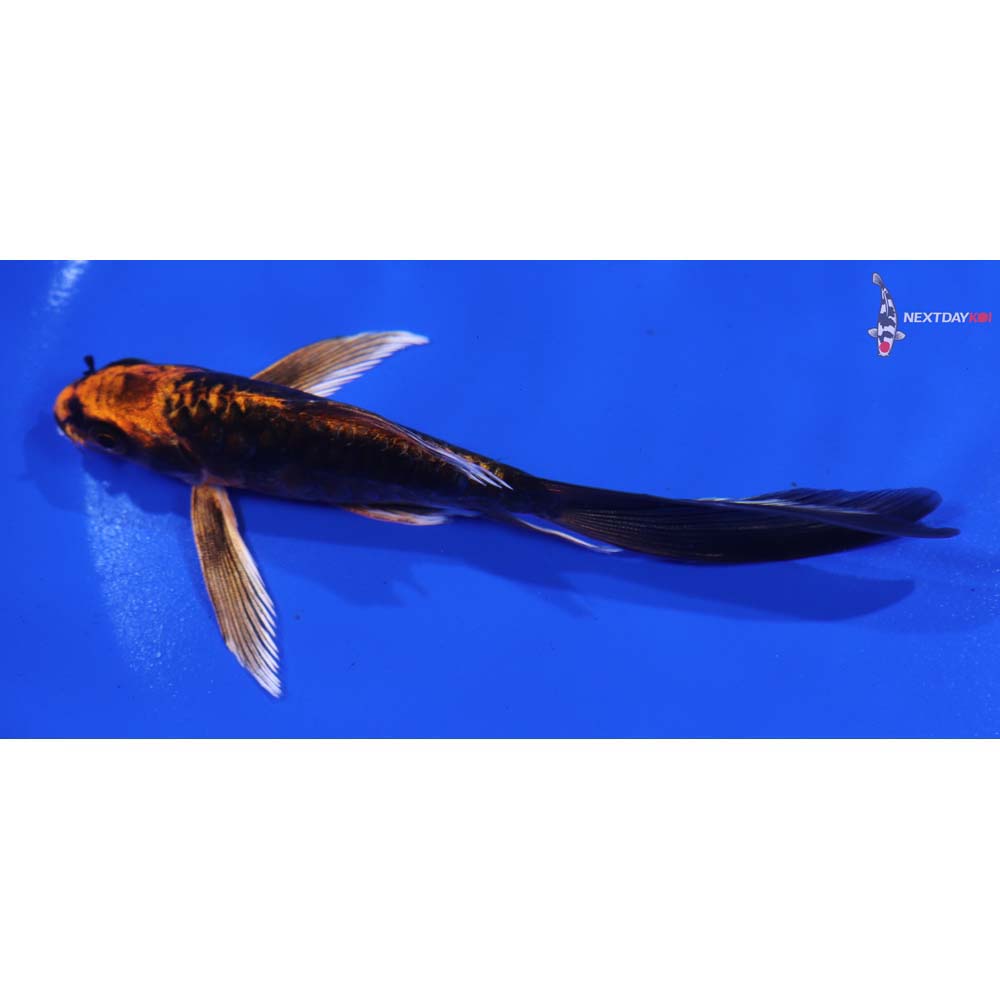 5” Imported Kin Kikokuryu Butterfly Koi