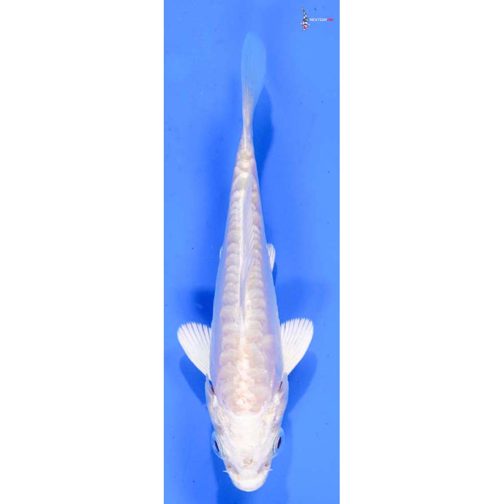 4” Imported Doitsu Platinum Ogon