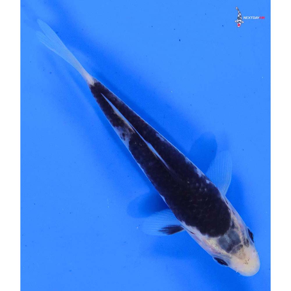 4” Imported Goromo