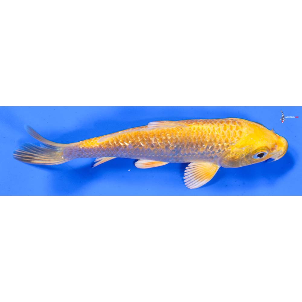 4” Imported Gin Rin Yamabuki Ogon