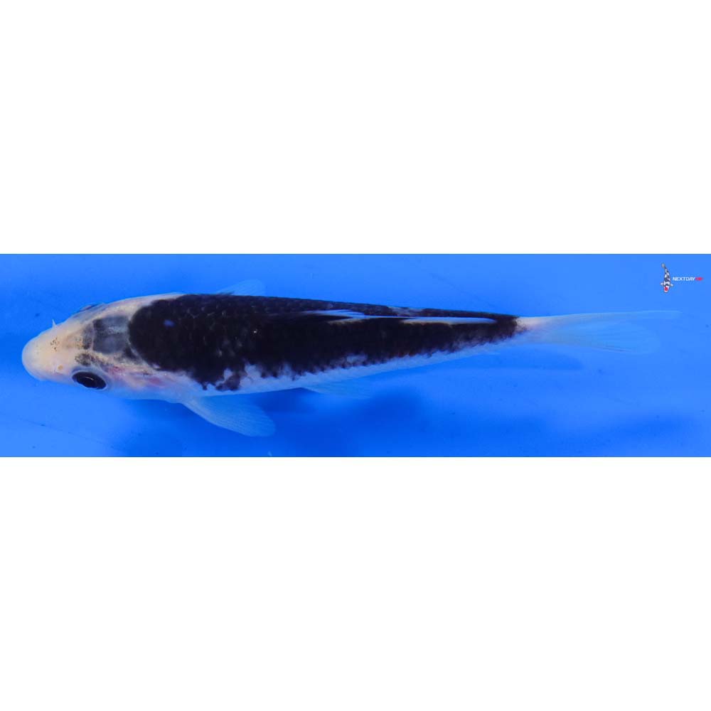 4” Imported Goromo