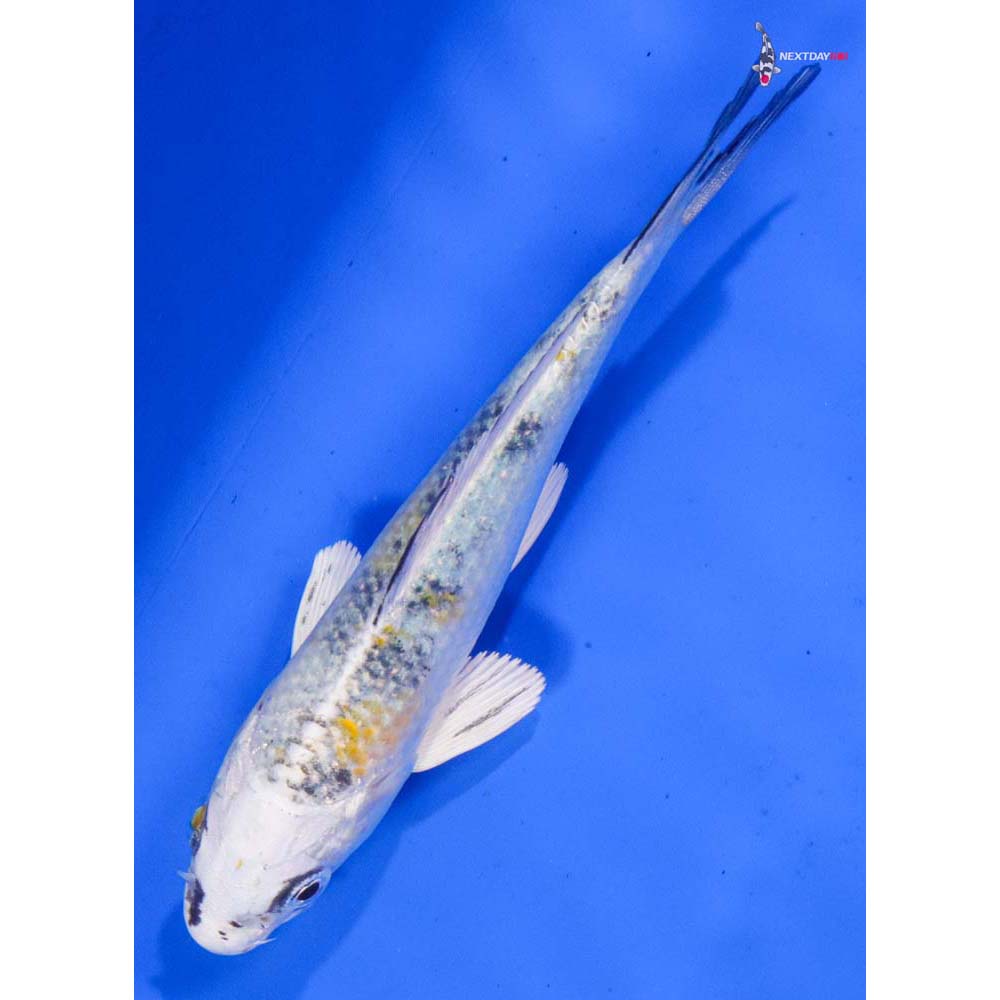 5” Imported Yamato Nishiki