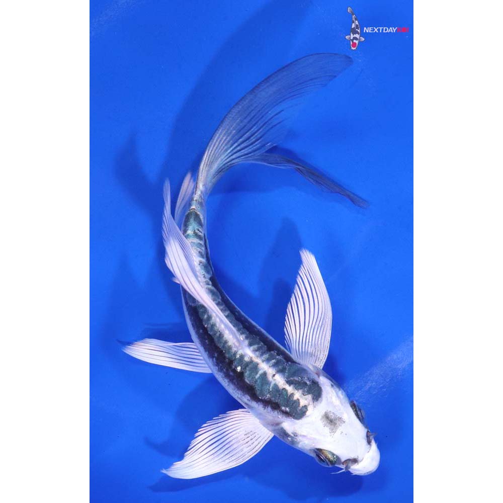 5.5” Imported Kikokuryu Butterfly Koi