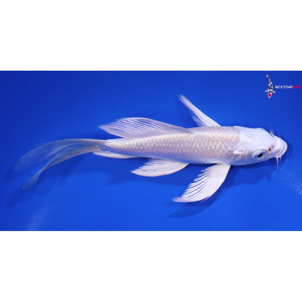 5.5” Imported Platinum Ogon Butterfly Koi