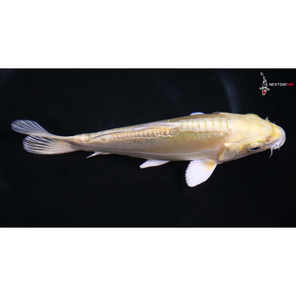 6.5” Imported Doitsu Yamabuki Ogon