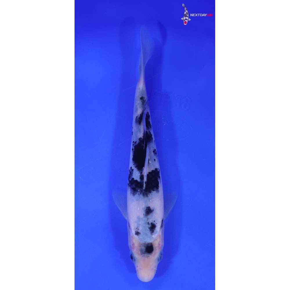 7” Imported Shiro Bekko