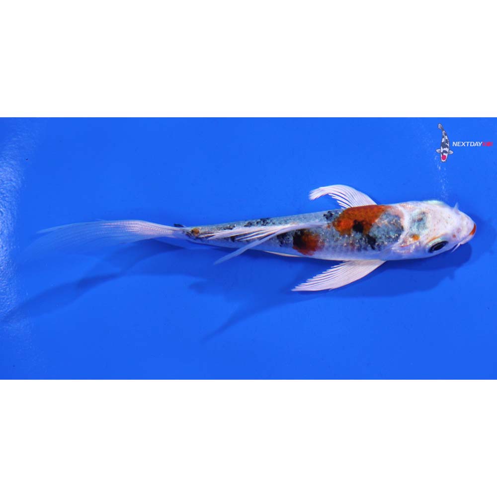 4.5” Imported Yamato Nishiki Butterfly Koi