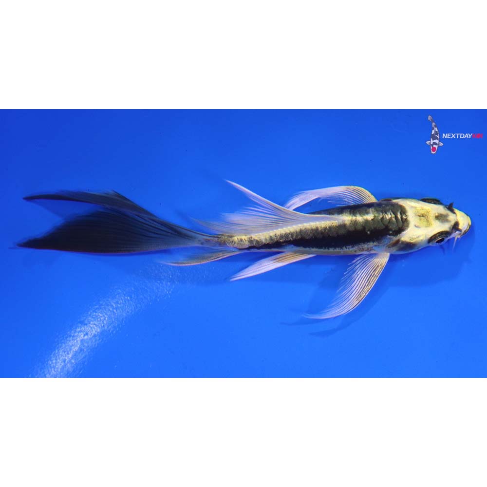 5” Imported Kin Kikokuryu Butterfly Koi