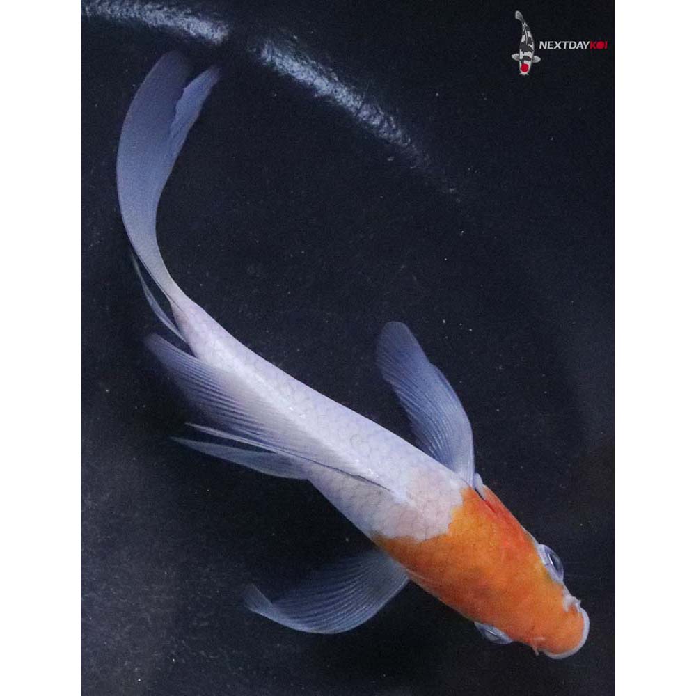 4” Imported Ochiba Shigure Butterfly Koi