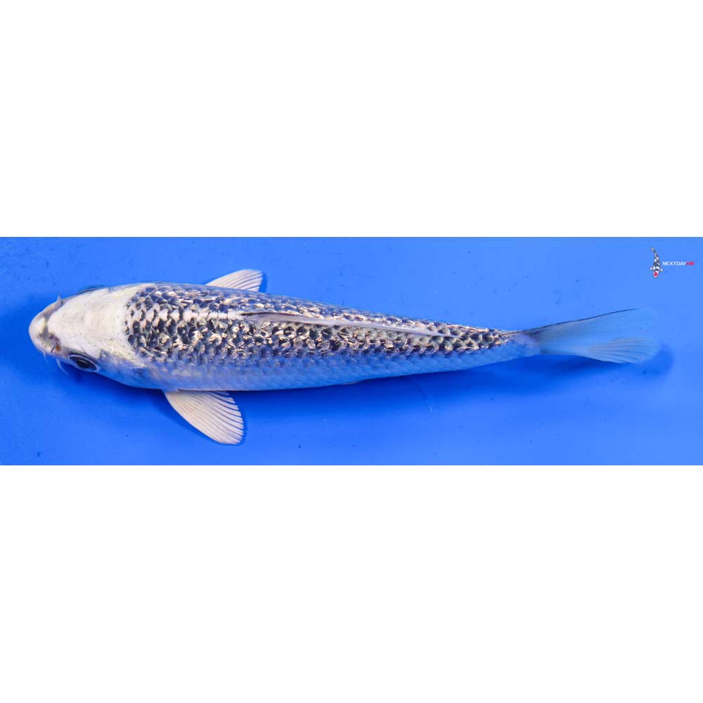 5.5” Imported Gin Rin Gin Matsuba