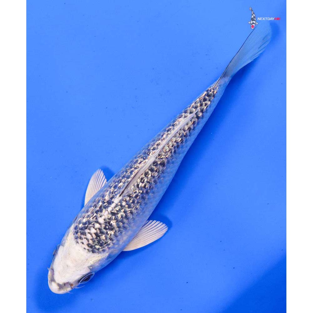 5.5” Imported Gin Rin Gin Matsuba