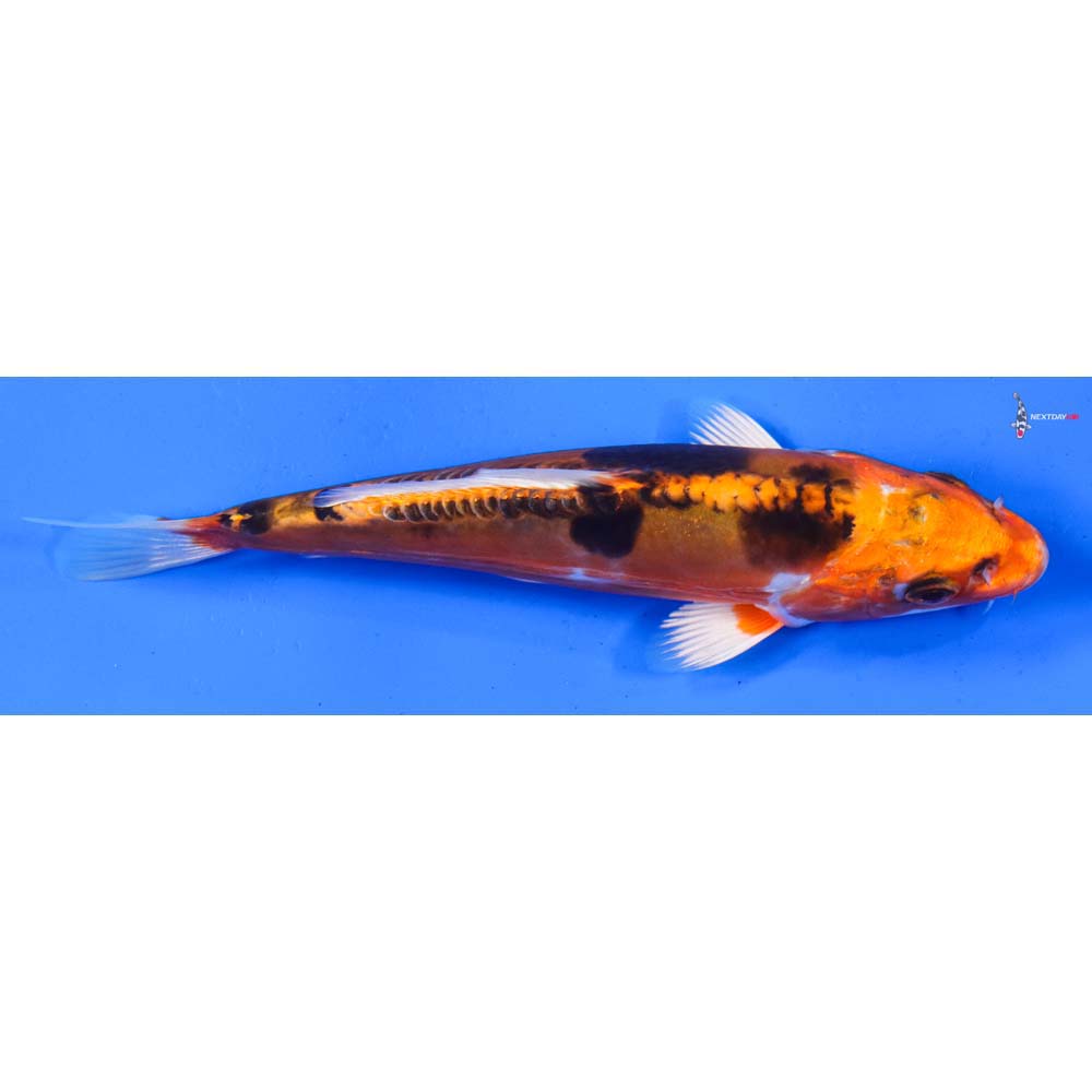 6” Imported Heisei Nishiki