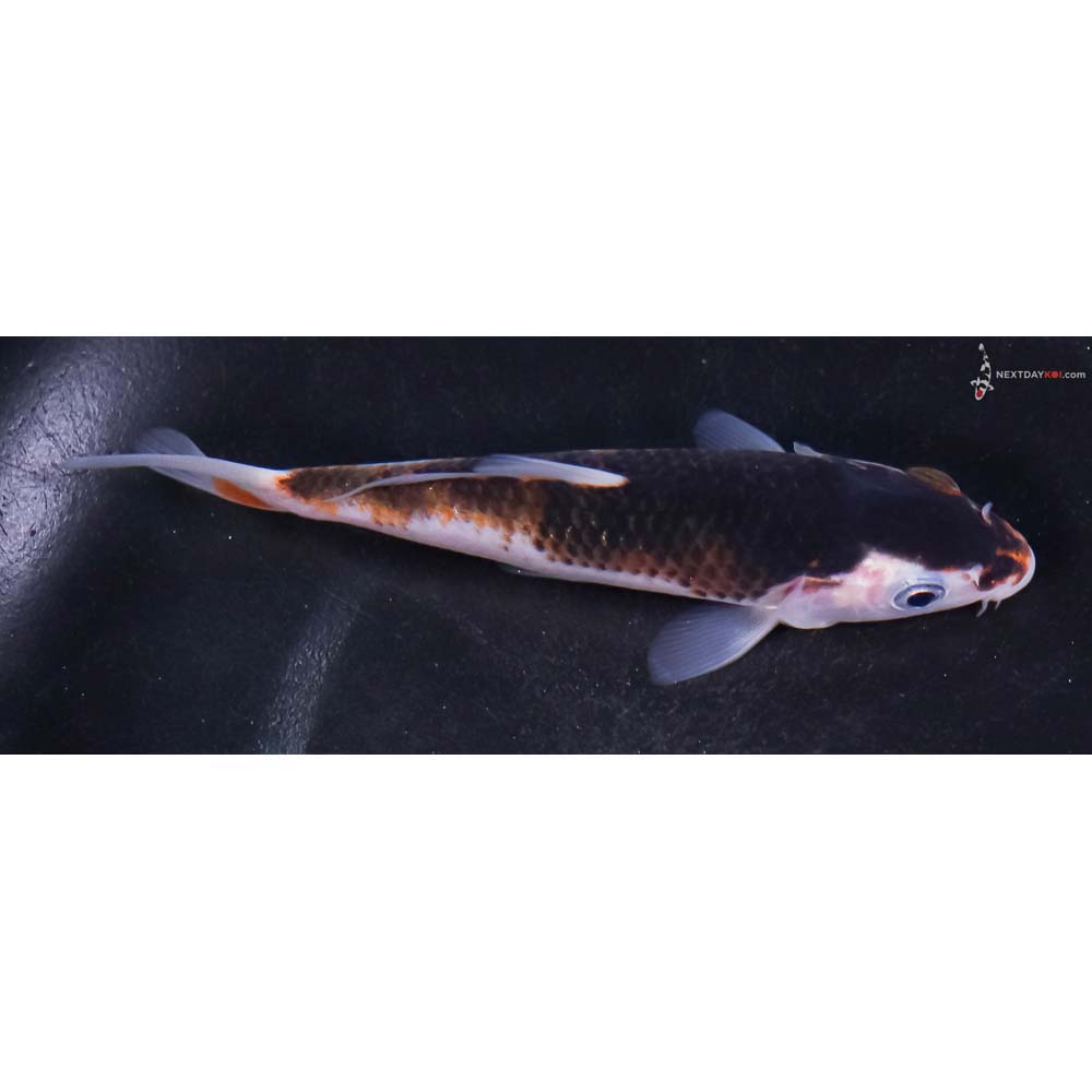 5” Imported Goromo