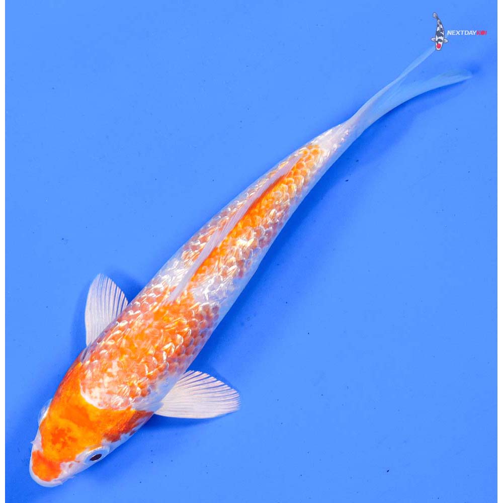 7” Imported Hariwake