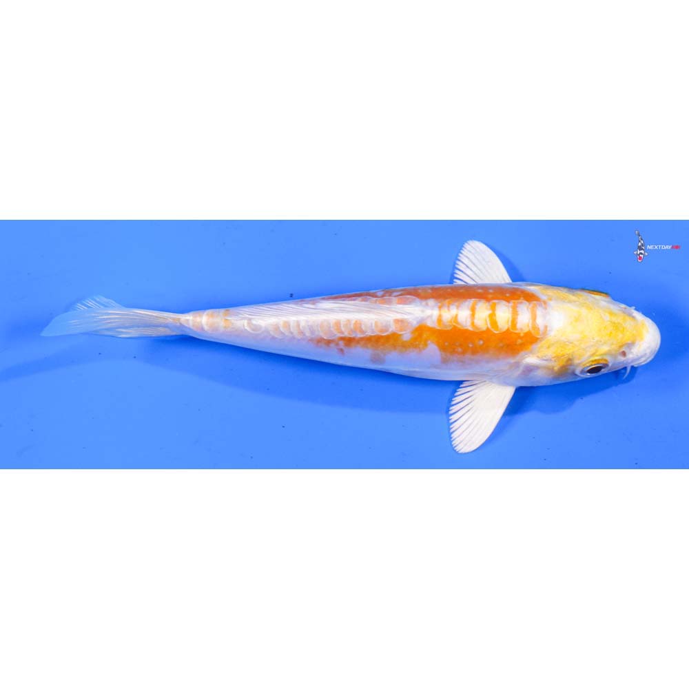 5.5” Imported Doitsu Lemon Hariwake