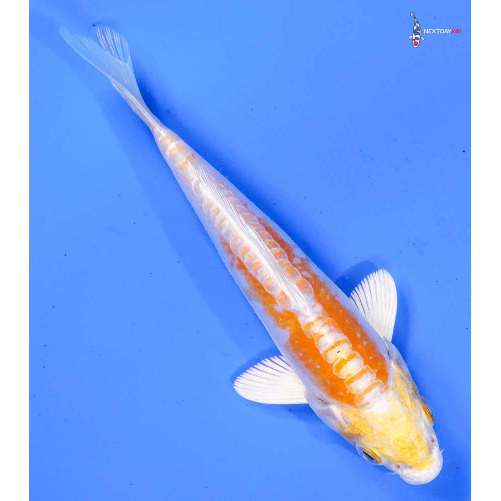 5.5” Imported Doitsu Lemon Hariwake