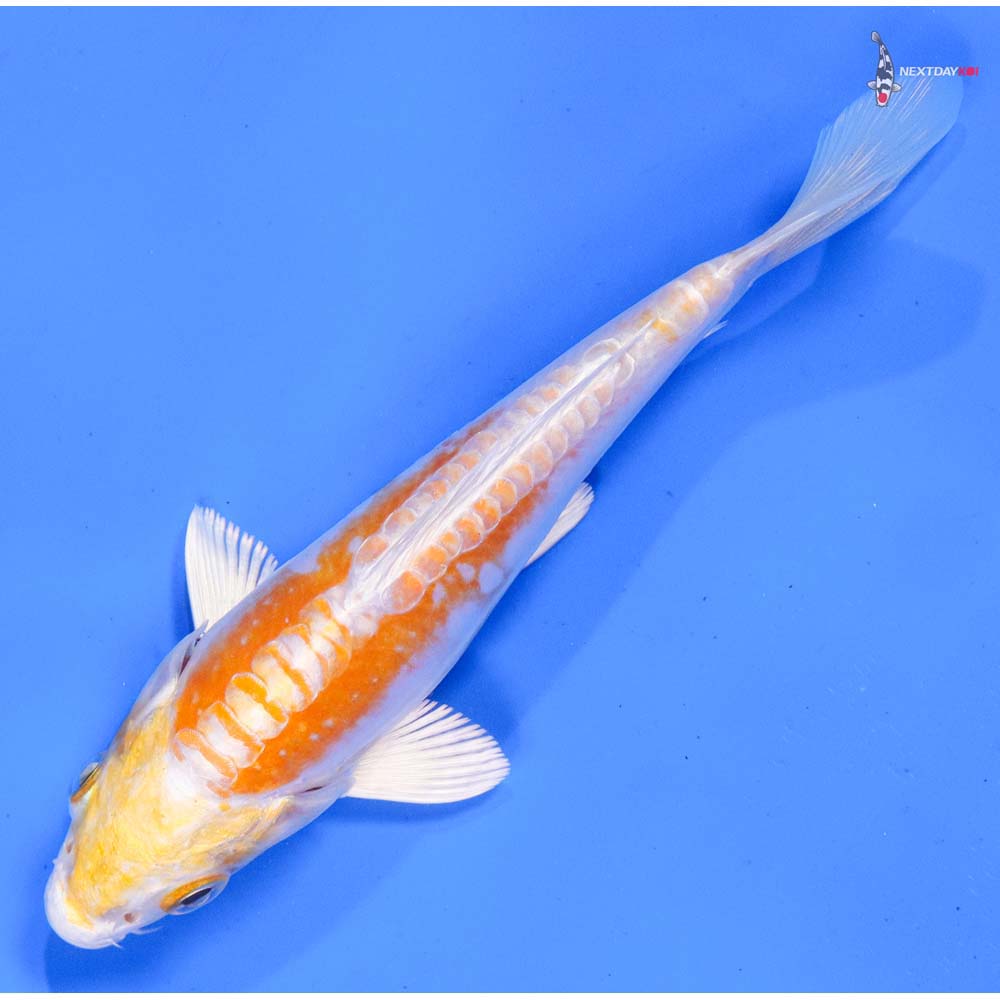5.5” Imported Doitsu Lemon Hariwake