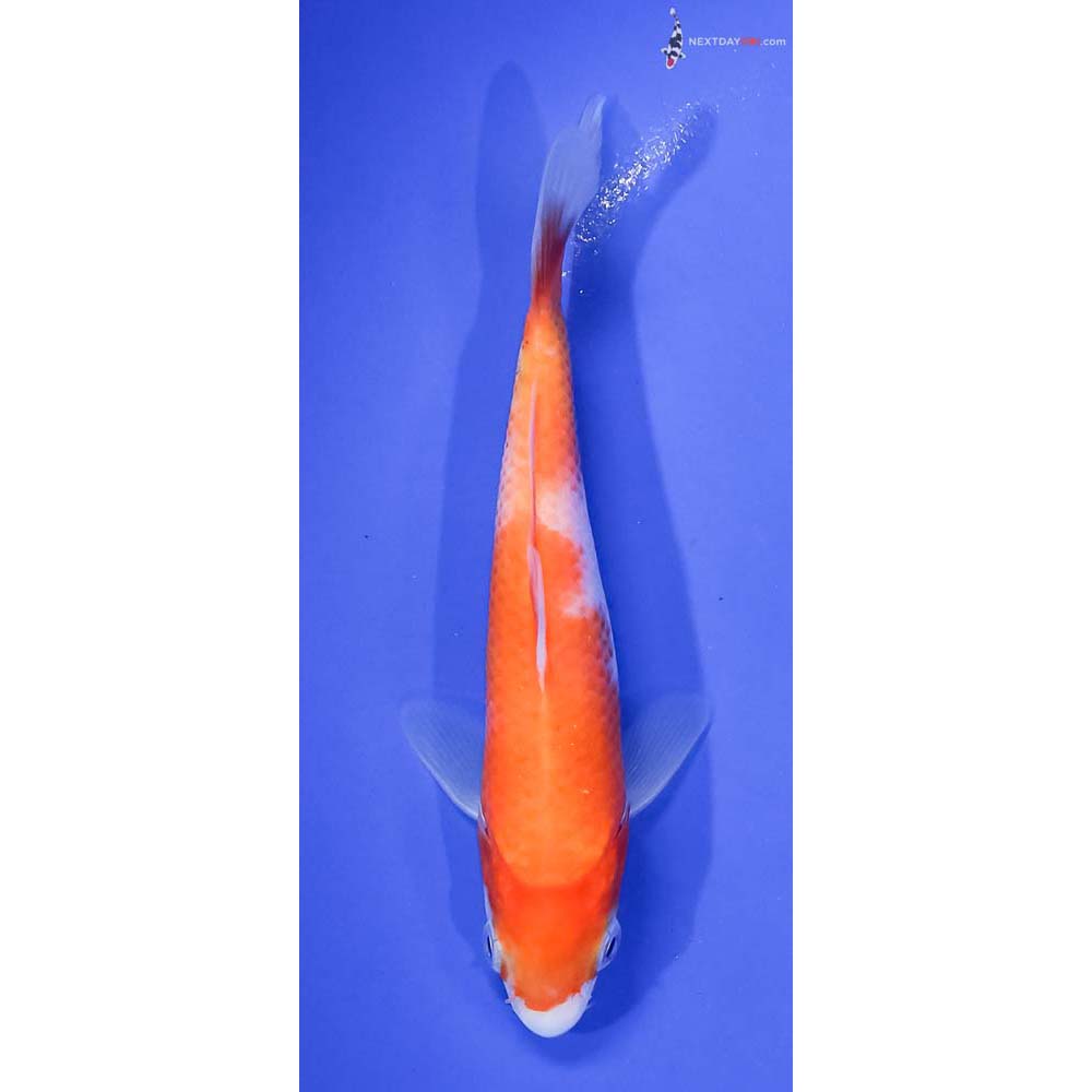 5.5” Imported Kohaku