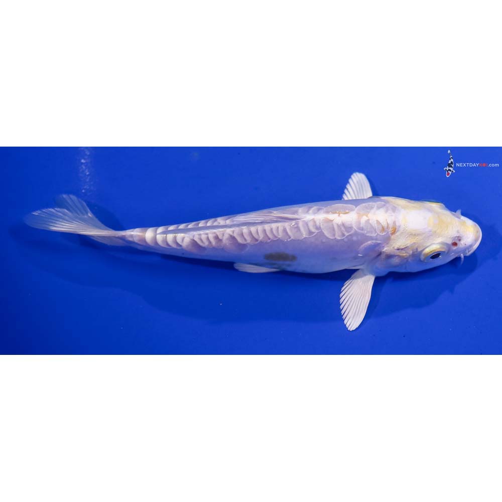 6” Imported Doitsu Lemon Hariwake