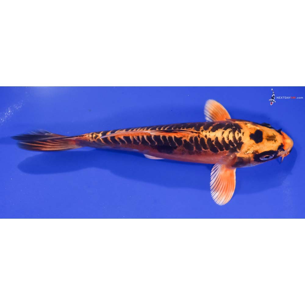 6.5” Imported Doitsu Orenji Matsuba