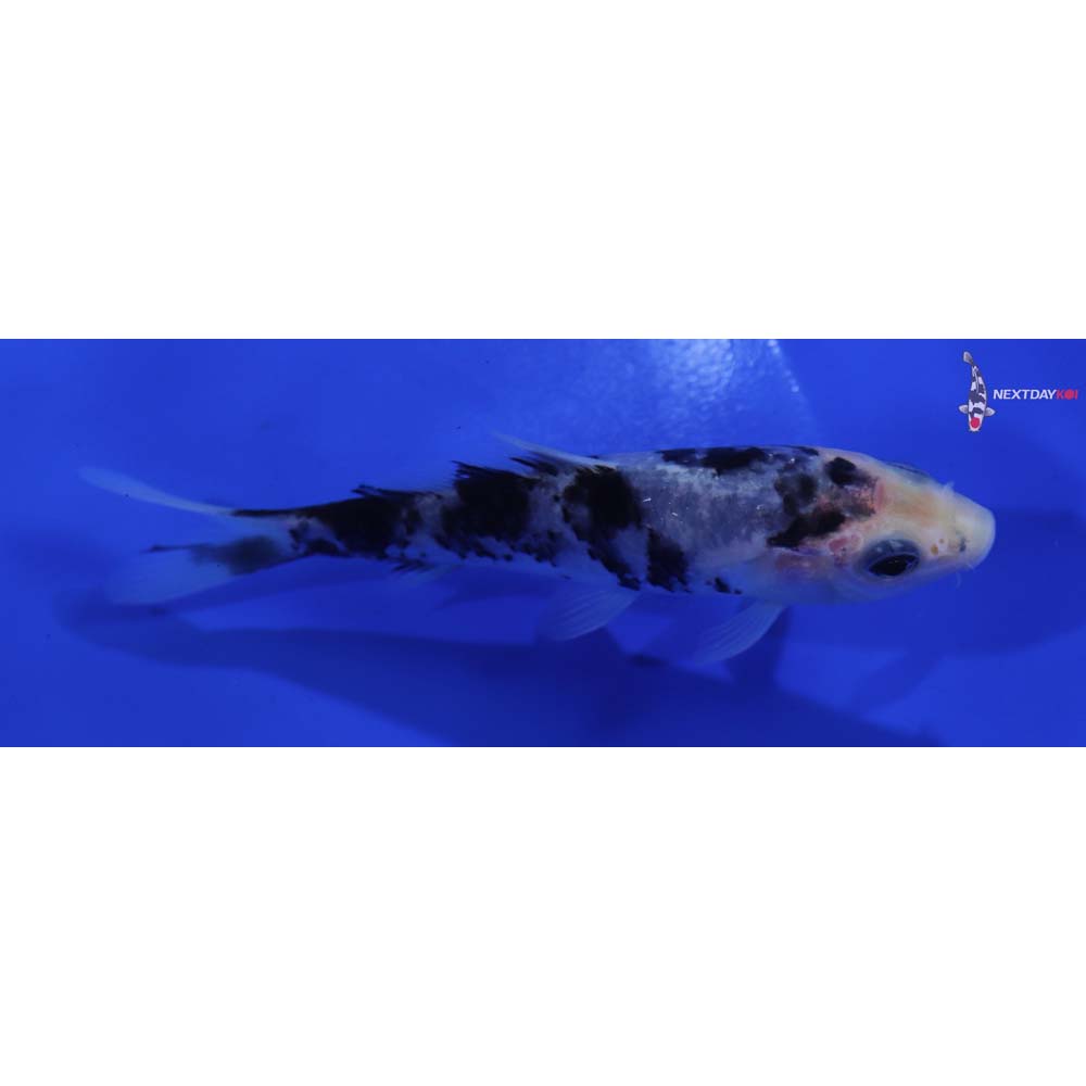 4.5” Imported Shiro Bekko