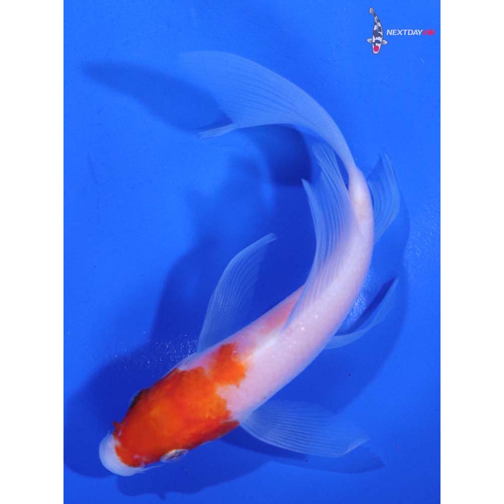 4.5” Imported Kohaku Butterfly Koi