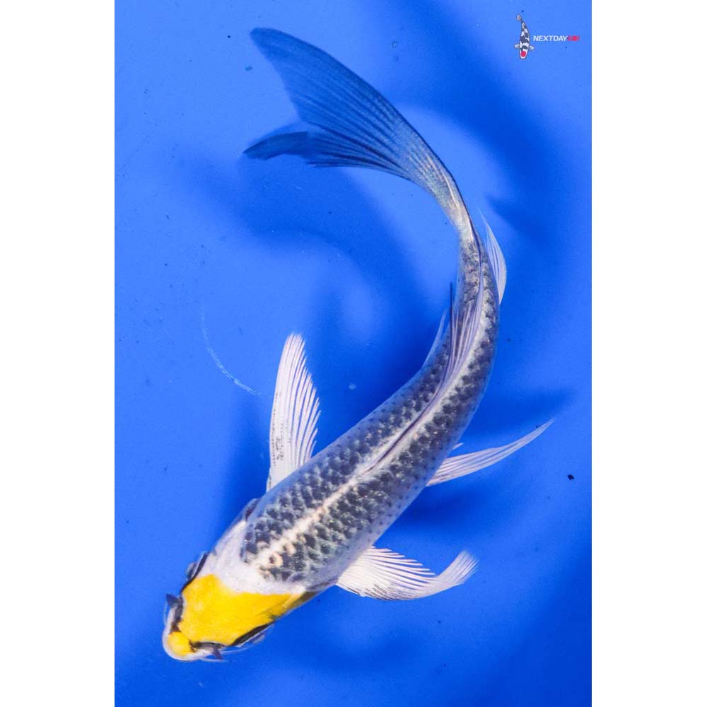 4.5” Imported Kujaku Butterfly Koi