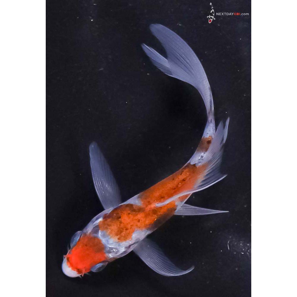 4” Imported Ochiba Shigure Butterfly Koi