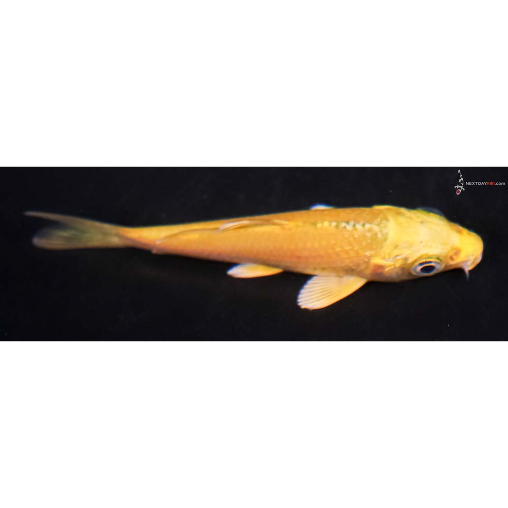 3.5” Imported Yamabuki Ogon
